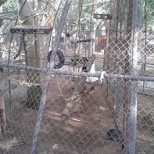 Capucine monkey cage