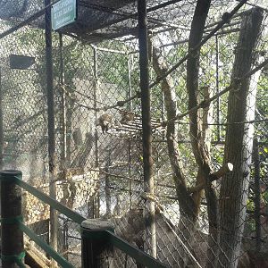 Another Capucine monkey cage