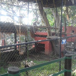 Cage Ring-tailed lemur