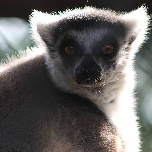 Ring-tailed lemur