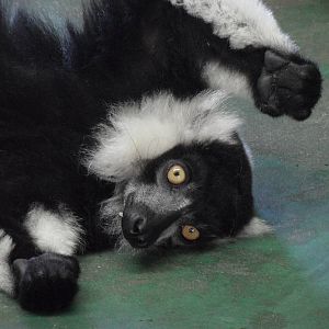 Black-and-white ruffed lemur