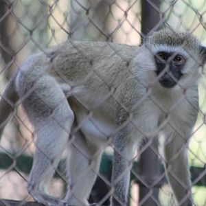Vervet monkey