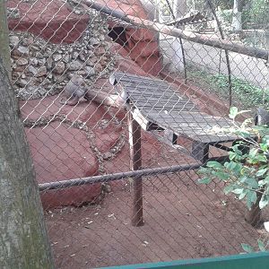 Hamadryas baboon enclosure