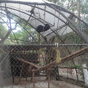 Cage Black howler monkeys