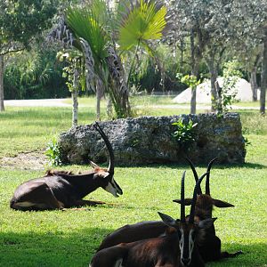Sable Antelope at Miami, 12/10/13