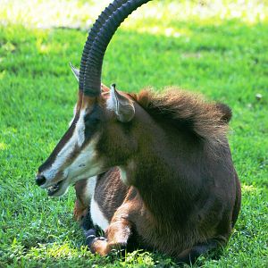 Sable Antelope at Miami, 12/10/13