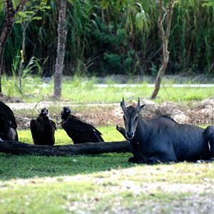 Nilgai and European Black Vultures at Miami, 12/10/13