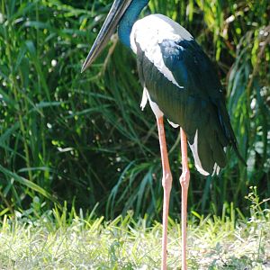 Black-necked Stork at Miami, 12/10/13