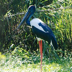 Black-necked Stork at Miami, 12/10/13