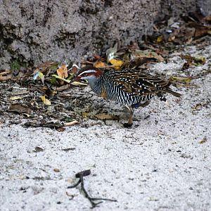 Buff-banded Rail at Miami, 12/10/13