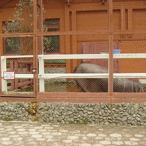 Old hippo exhibit