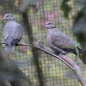 Dove species ID please