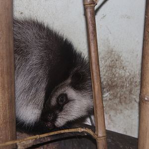 Slender-tailed Cloud Rat (Phloeomys pallidus)