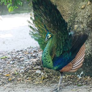 Javan Green Peafowl at Miami, 12/10/13