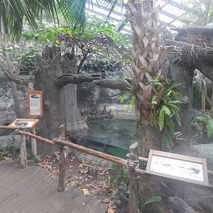 (4,000th photo) Feb. 2014 - Manatee Springs - American Alligator Exhibit