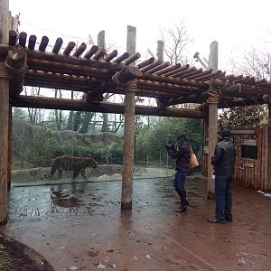 Feb. 2014 - Cat Canyon - Malayan Tiger Exhibit Viewing