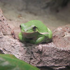 Feb. 2014 - Manatee Springs - Green Tree Frog