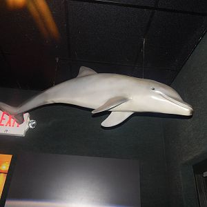 Feb. 2014 - Manatee Springs - Hanging Dolphin