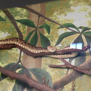 Feb. 2014 - Reptile House - Terciopleo in a branch