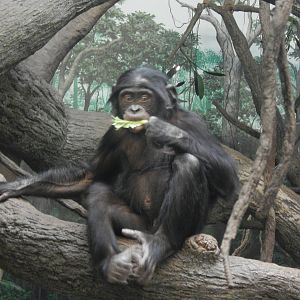Feb. 2014 - Jungle Trails - Bonobo, named Zeke