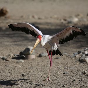 yellow billed stork