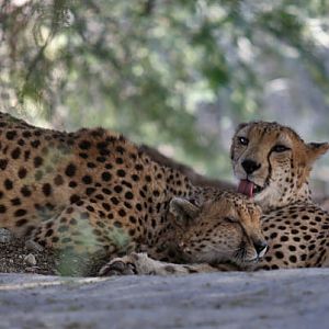 cheetahs grooming