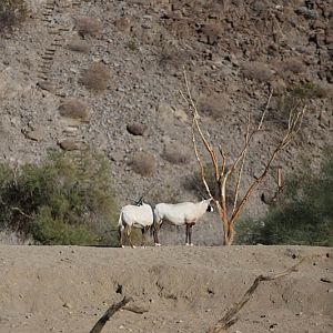 arabian oryx in the desert