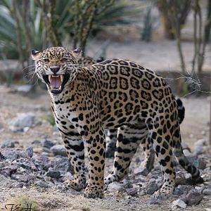 jaguar flehmen