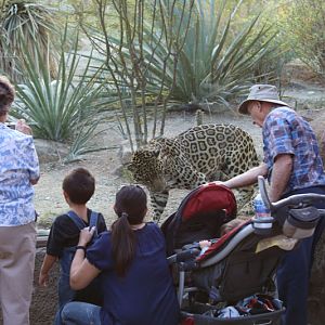 visitors with jaguar