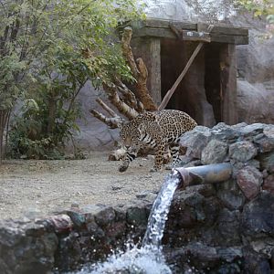 jaguar in themed exhibit