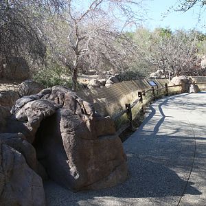mexican wolf viewing