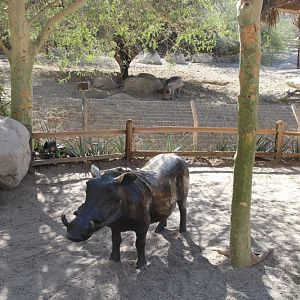 warthog exhibit
