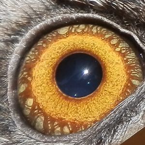 Eye