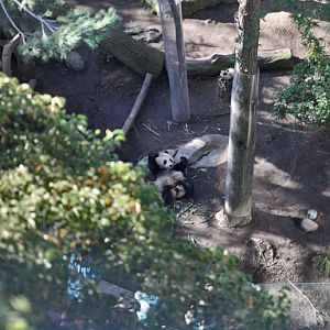 aerial view panda
