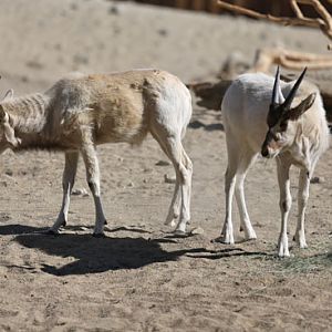 addax babies