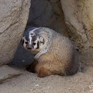 american badger