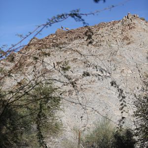 bighorn sheep mountain