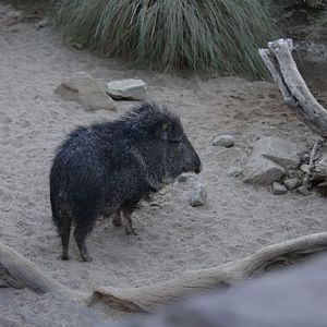 chacoan peccary