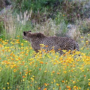 cheetah in wildflowers