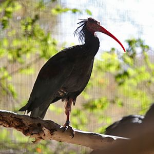 waldrapp ibis