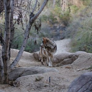 mexican wolf