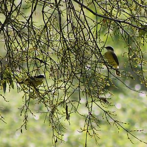 Social flycatchers
