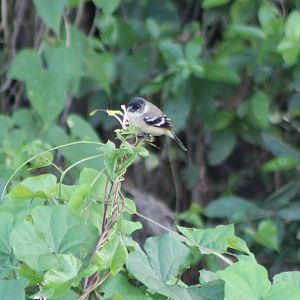White-collared seedeater