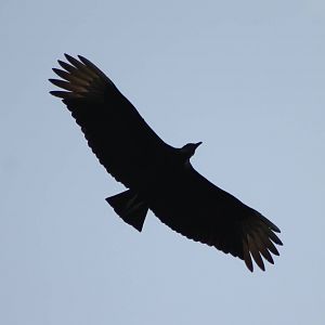 Black vulture
