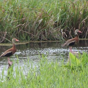 Black-bellied whistling ducks