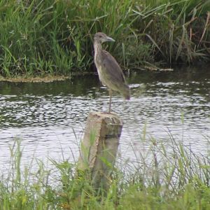 Yellow-crowned night heron young