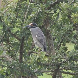 Yellow-crowned night heron adult