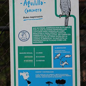 Info sig Roadside hawk