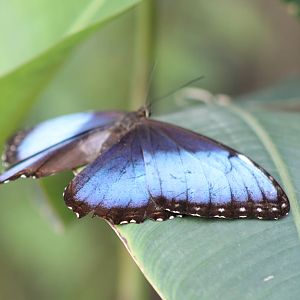 Morpho butterfly species