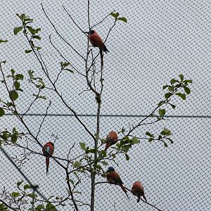 Carmine bee-eaters